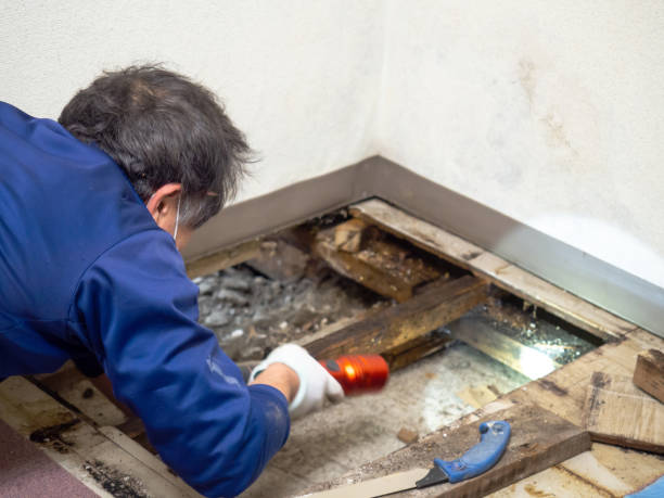 Best Kitchen Mold Remediation in Vamo, FL